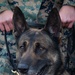 Make Ready: Military Working Dogs and their Handlers