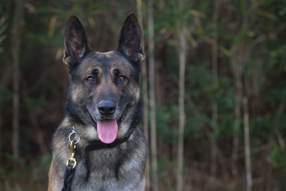 Make Ready: Military Working Dogs and their Handlers