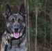 Make Ready: Military Working Dogs and their Handlers