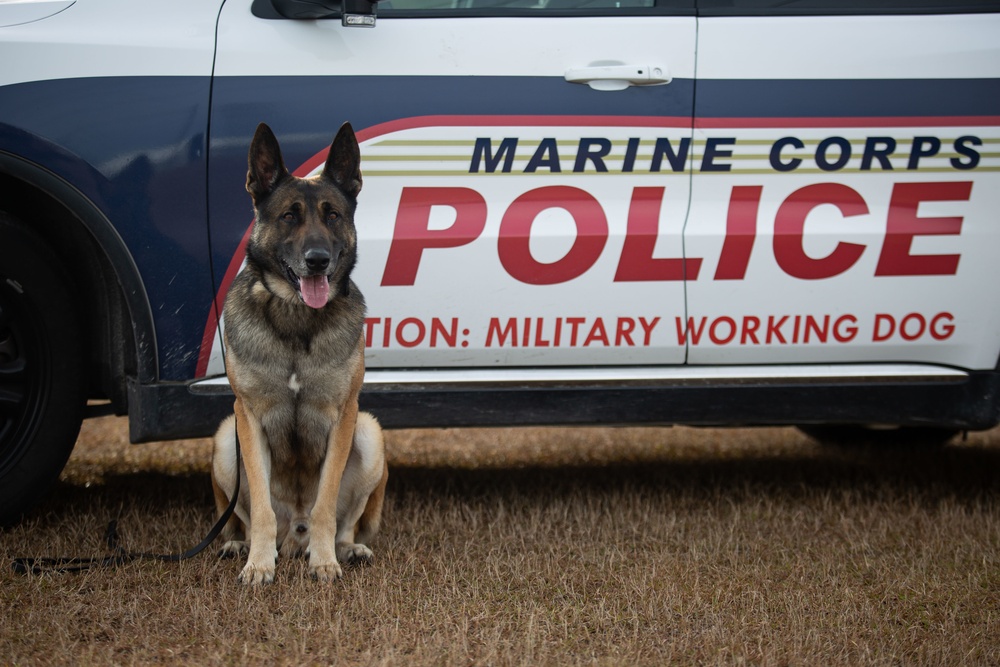 Make Ready: Military Working Dogs and their Handlers