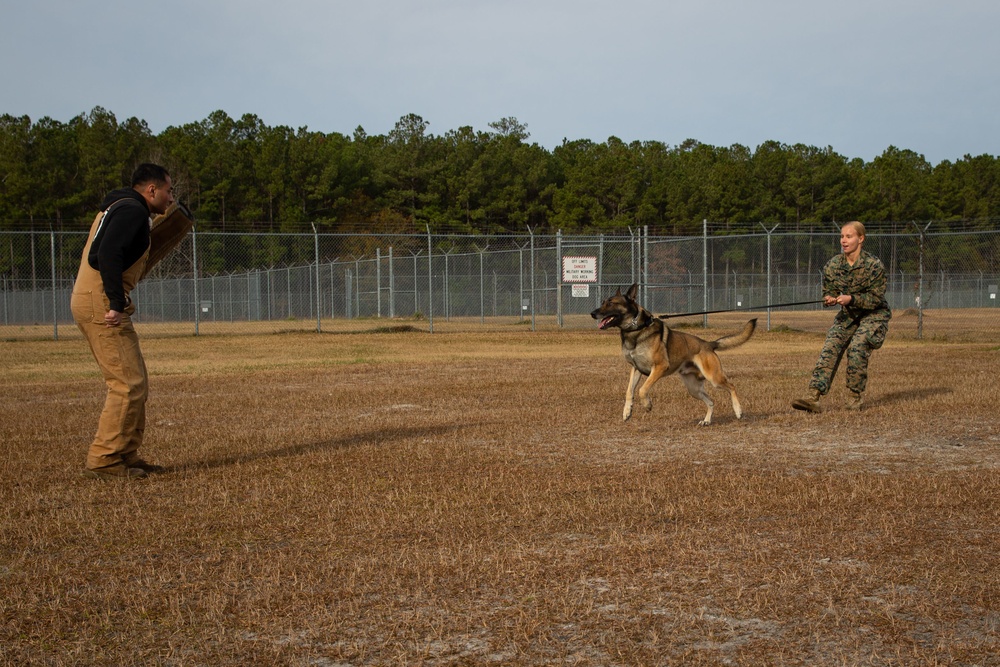 Make Ready: Military Working Dogs and their Handlers