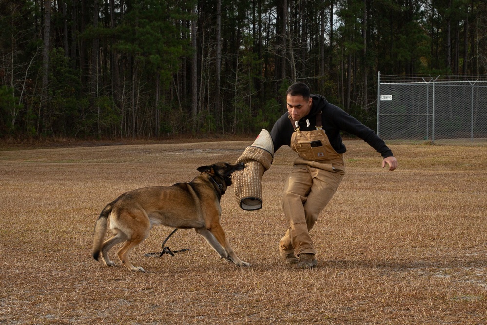 Make Ready: Military Working Dogs and their Handlers