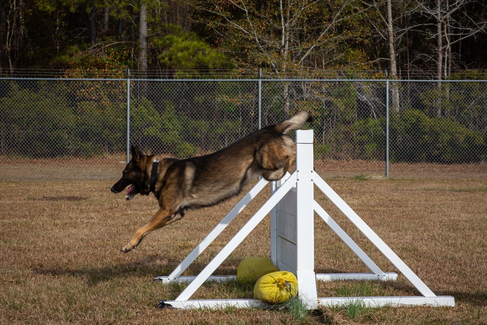 Make Ready: Military Working Dogs and their Handlers