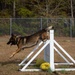 Make Ready: Military Working Dogs and their Handlers