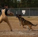 Make Ready: Military Working Dogs and their Handlers