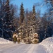 2d Reconnaissance Battalion Marines conduct cold weather training in Alaska