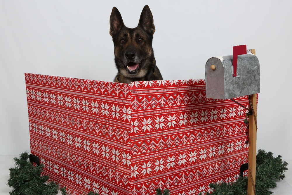 Happy Holidays from the MCIEAST-MCB Camp Lejeune Military Working Dogs