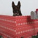 Happy Holidays from the MCIEAST-MCB Camp Lejeune Military Working Dogs