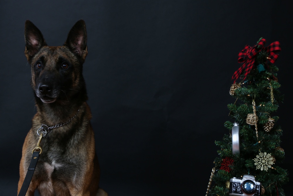 Happy Holidays from the MCIEAST-MCB Camp Lejeune Military Working Dogs