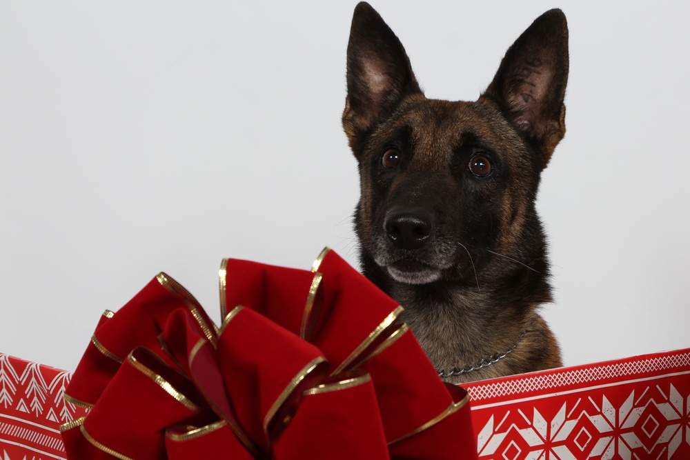 Happy Holidays from the MCIEAST-MCB Camp Lejeune Military Working Dogs