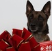 Happy Holidays from the MCIEAST-MCB Camp Lejeune Military Working Dogs