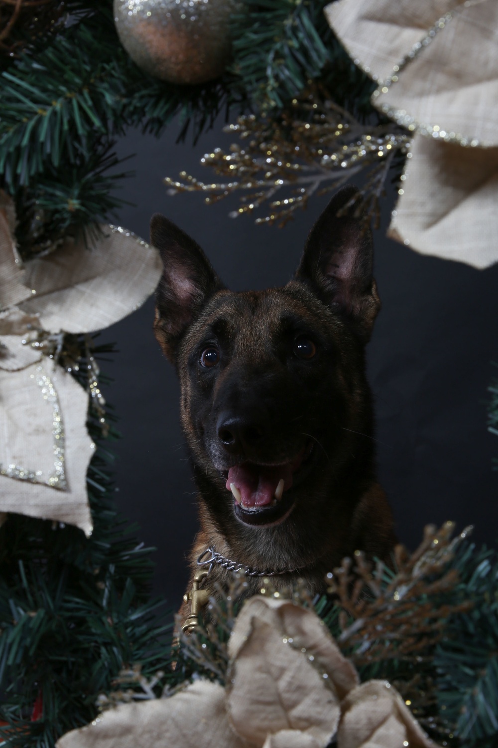 Happy Holidays from the MCIEAST-MCB Camp Lejeune Military Working Dogs