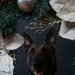 Happy Holidays from the MCIEAST-MCB Camp Lejeune Military Working Dogs