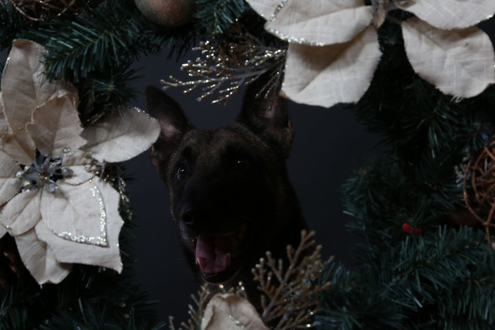 Happy Holidays from the MCIEAST-MCB Camp Lejeune Military Working Dogs