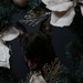 Happy Holidays from the MCIEAST-MCB Camp Lejeune Military Working Dogs