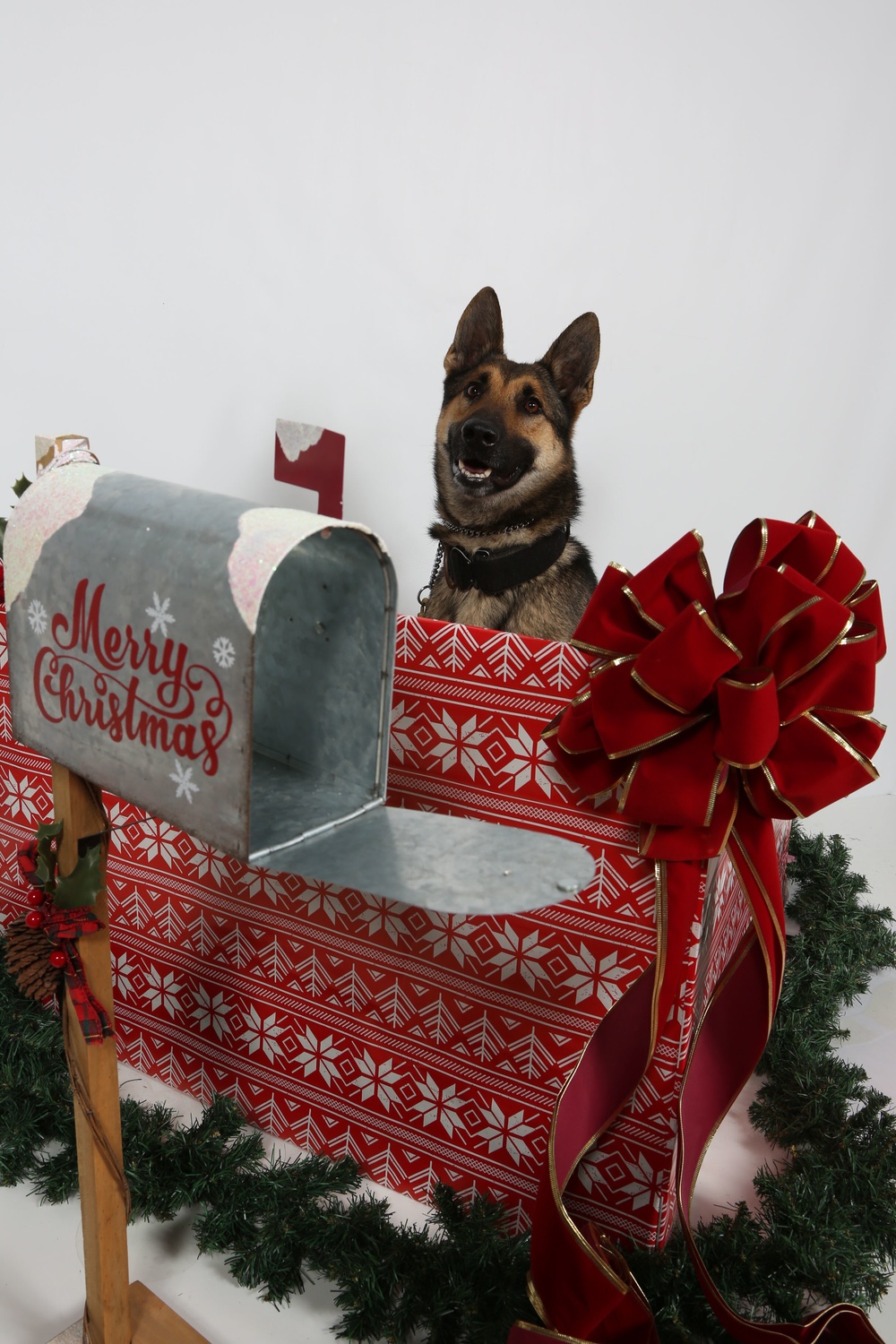 Happy Holidays from the MCIEAST-MCB Camp Lejeune Military Working Dogs