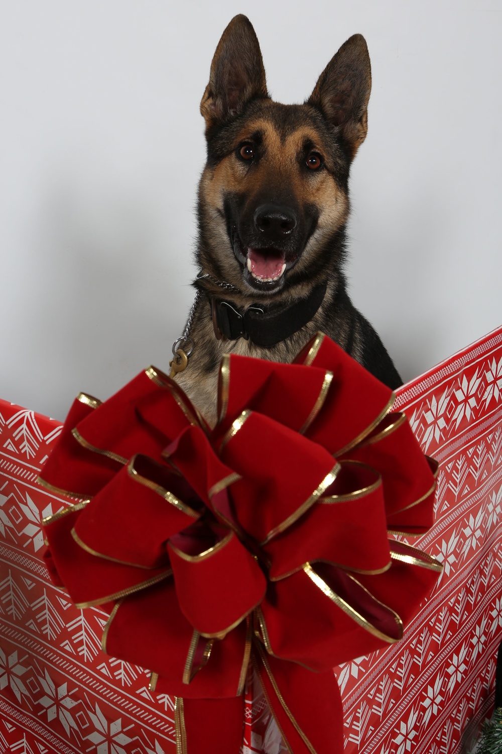 Happy Holidays from the MCIEAST-MCB Camp Lejeune Military Working Dogs