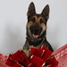 Happy Holidays from the MCIEAST-MCB Camp Lejeune Military Working Dogs