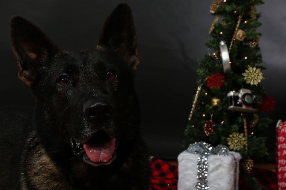 Happy Holidays from the MCIEAST-MCB Camp Lejeune Military Working Dogs