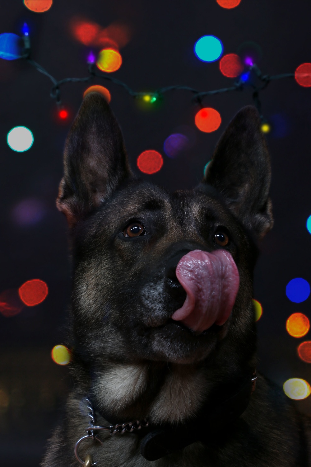 Happy Holidays from the MCIEAST-MCB Camp Lejeune Military Working Dogs