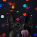 Happy Holidays from the MCIEAST-MCB Camp Lejeune Military Working Dogs