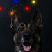 Happy Holidays from the MCIEAST-MCB Camp Lejeune Military Working Dogs