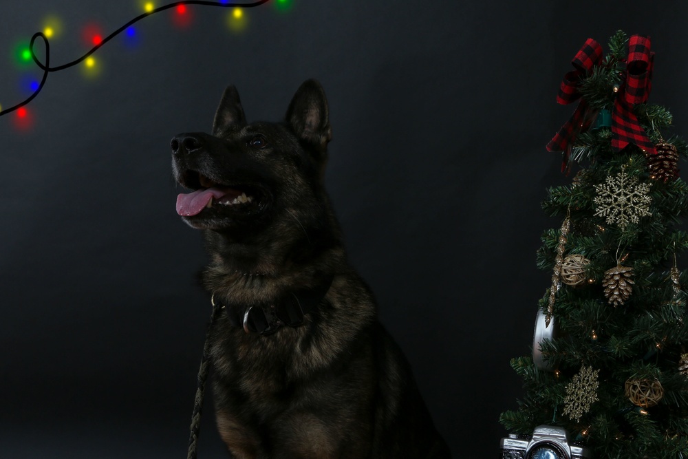 Happy Holidays from the MCIEAST-MCB Camp Lejeune Military Working Dogs