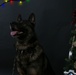 Happy Holidays from the MCIEAST-MCB Camp Lejeune Military Working Dogs