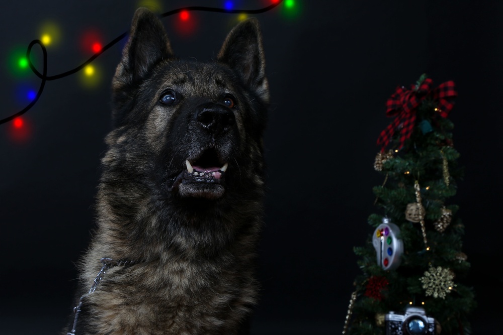 Happy Holidays from the MCIEAST-MCB Camp Lejeune Military Working Dogs