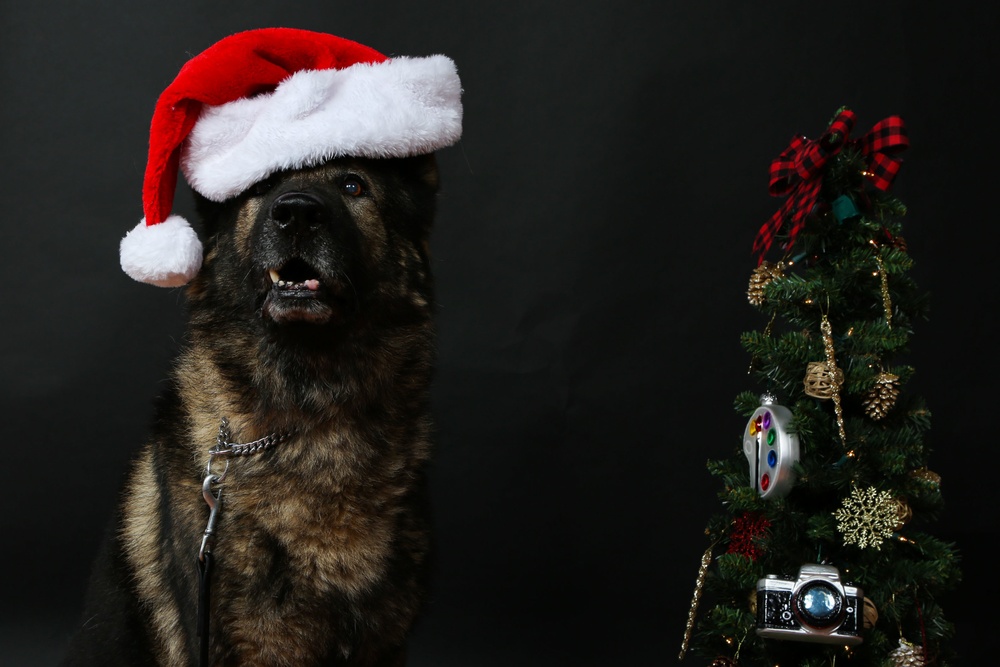 Happy Holidays from the MCIEAST-MCB Camp Lejeune Military Working Dogs