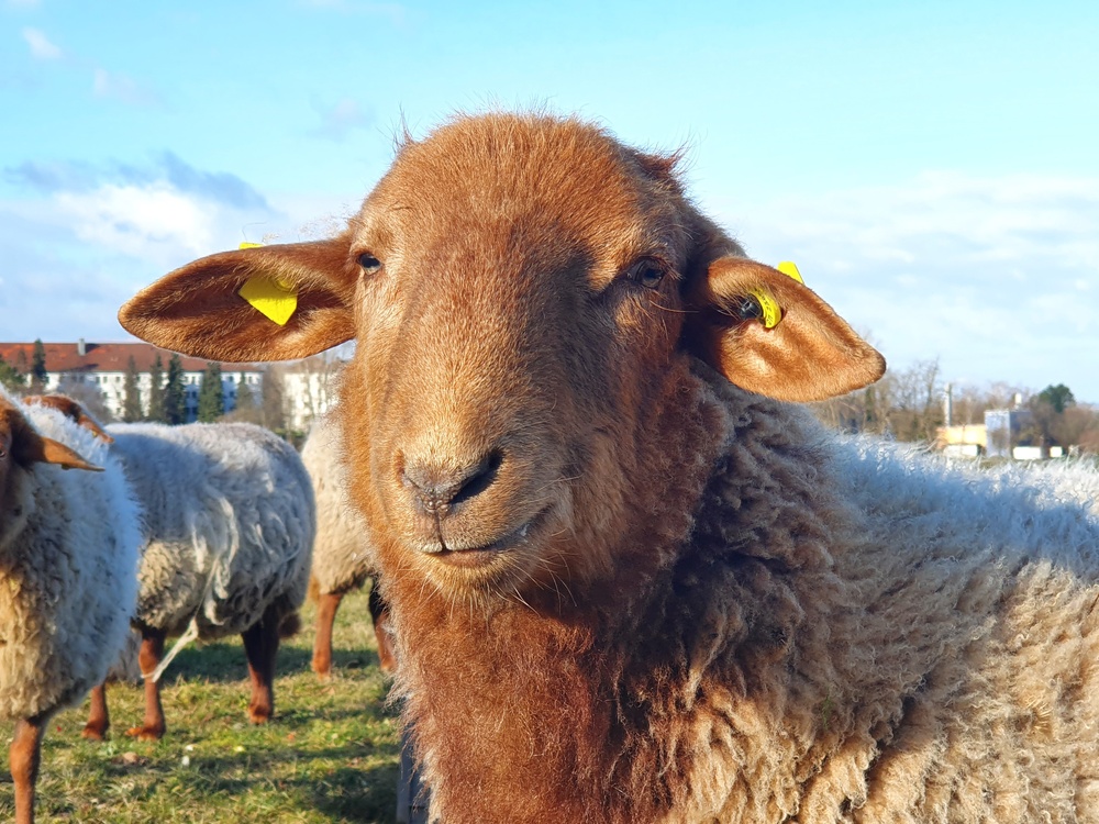 Robinson Barracks Sheep