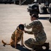 Military Working Dogs