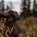 1st Recon Marines train in Alaska