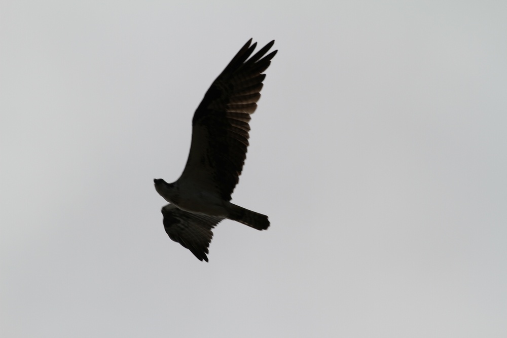 An osprey searches for prey at Fall Creek Reservoir, Ore.