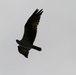 An osprey searches for prey at Fall Creek Reservoir, Ore.