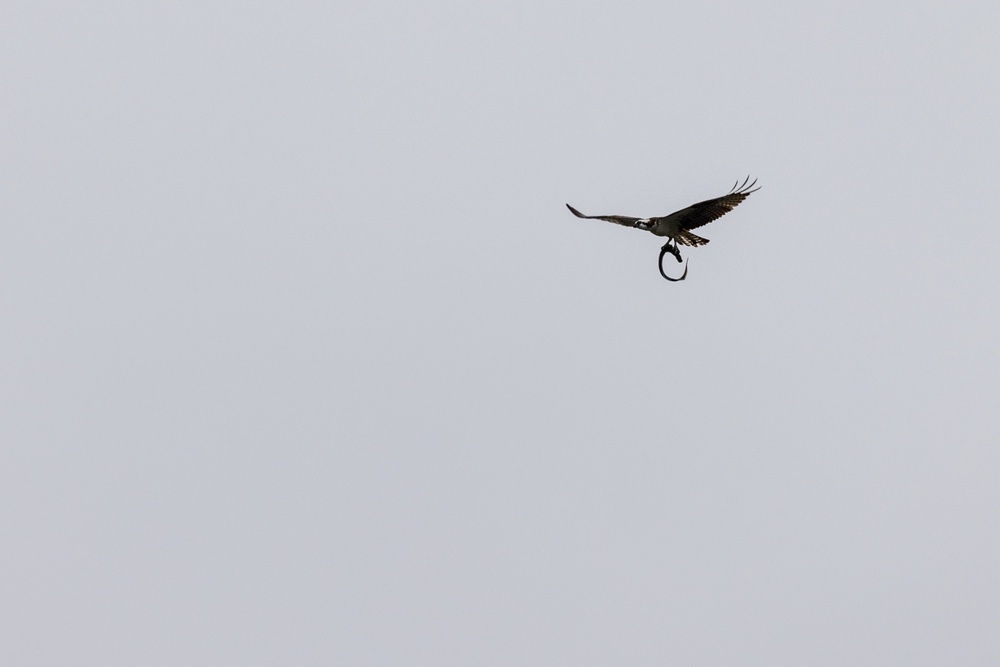 An osprey flies away with a lamprey eel clench in its talons.