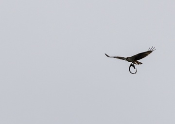 An osprey flies away with a lamprey eel clench in its talons.