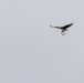 An osprey flies away with a lamprey eel clench in its talons.