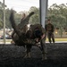 MAI Course Culminating MCAS Beaufort
