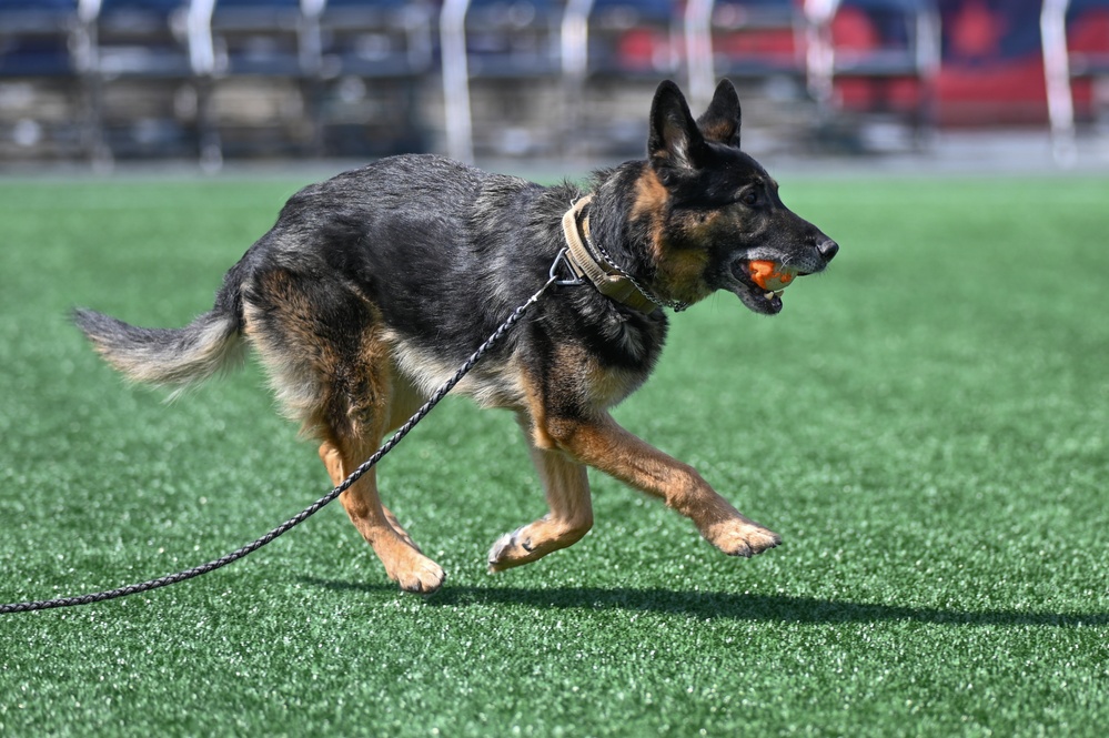 SFS retires military working dog