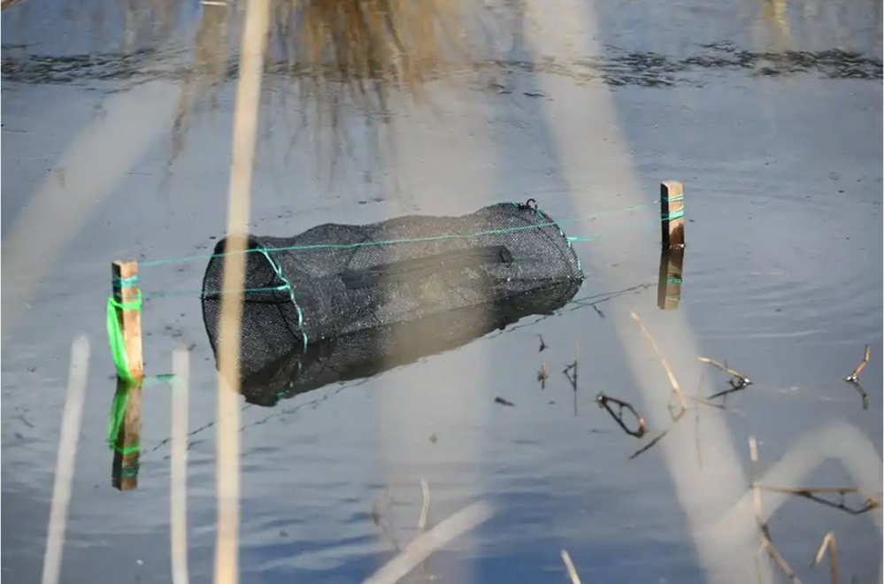 Amphibian habitat evaluation conducted at Hanscom