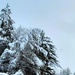 December 2022 snow scenes in Fort McCoy's Pine View Recreation Area