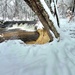 December 2022 snow scenes in Fort McCoy's Pine View Recreation Area