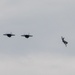 MacDill welcomes F-35 fighters from Eglin