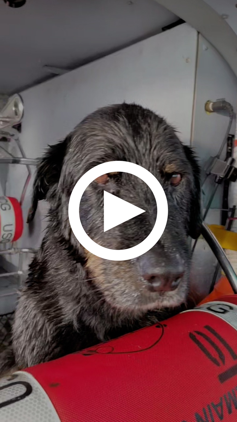 Coast Guard rescues 1 person, 2 dogs from Canadian waters