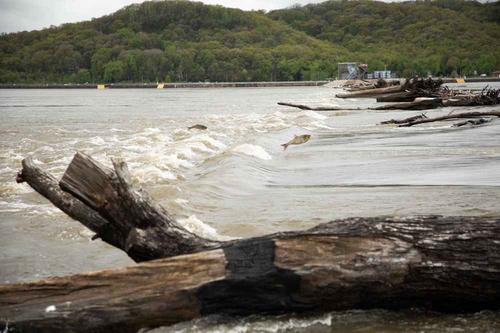 Fish Movement at Lock and Dam 22