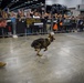 USAREC Soldier and K9 Atuk demonstration at FFA