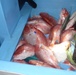 Coast Guard interdicts 5 lancha crews, seizes 590 pounds of illegal fish off Texas coast