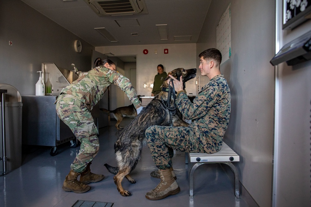Canine’s best friend: US Army Soldier embraces job as animal care specialist on Marine Corps Air Station Iwakuni