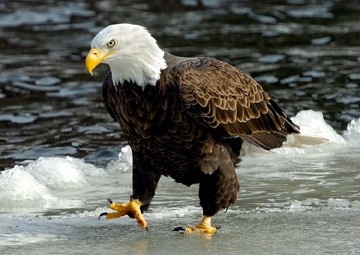 Fort Drum officials discuss bald eagle protection with Falcon Brigade